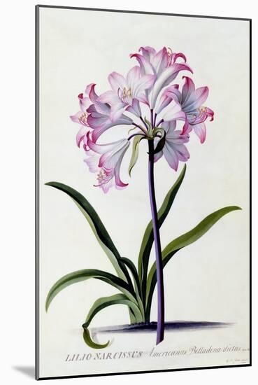 Lilio Narcissus, C.1744-Georg Dionysius Ehret-Mounted Giclee Print