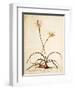 Lilio Narcissus, C.1745-Georg Dionysius Ehret-Framed Giclee Print