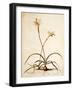 Lilio Narcissus, C.1745-Georg Dionysius Ehret-Framed Giclee Print