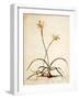 Lilio Narcissus, C.1745-Georg Dionysius Ehret-Framed Giclee Print