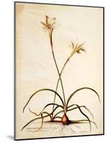 Lilio Narcissus, C.1745-Georg Dionysius Ehret-Mounted Giclee Print