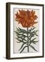 Lilium, 17th Century-null-Framed Giclee Print