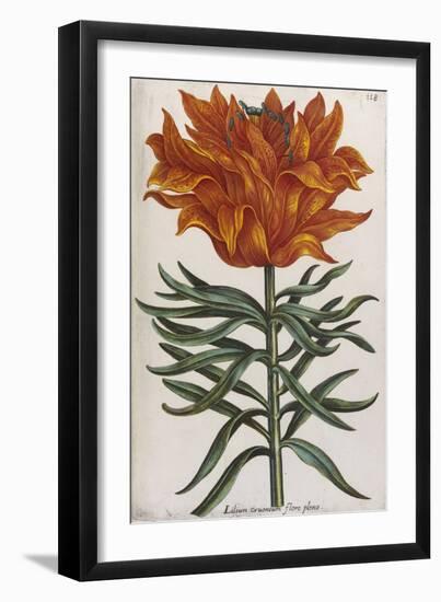 Lilium, 17th Century-null-Framed Giclee Print