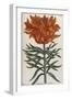 Lilium, 17th Century-null-Framed Giclee Print