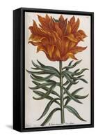 Lilium, 17th Century-null-Framed Stretched Canvas