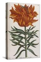 Lilium, 17th Century-null-Stretched Canvas