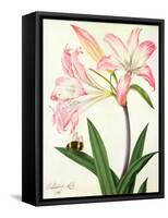 Lilium Belladonna and Bee, 1786 (W/C and Gouache over Pencil on Paper)-Matilda Conyers-Framed Stretched Canvas