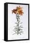 Lilium Bulbiferum-Pierre-Joseph Redouté-Framed Stretched Canvas