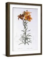 Lilium Bulbiferum-Pierre-Joseph Redouté-Framed Giclee Print