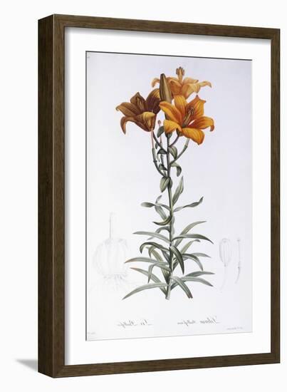 Lilium Bulbiferum-Pierre-Joseph Redouté-Framed Giclee Print