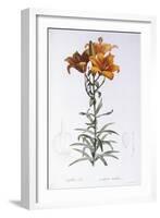 Lilium Bulbiferum-Pierre-Joseph Redouté-Framed Giclee Print