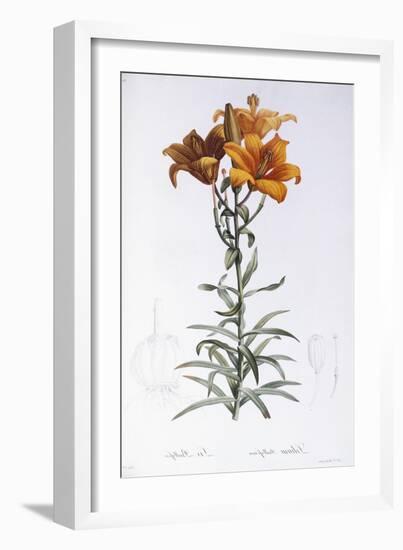 Lilium Bulbiferum-Pierre-Joseph Redouté-Framed Giclee Print