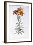 Lilium Bulbiferum-Pierre-Joseph Redouté-Framed Giclee Print