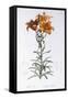 Lilium Bulbiferum-Pierre-Joseph Redouté-Framed Stretched Canvas