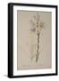 Lilium Candidum, from Les Liliacees, 1807-Pierre-Joseph Redouté-Framed Giclee Print