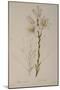 Lilium Candidum, from Les Liliacees, 1807-Pierre-Joseph Redouté-Mounted Giclee Print