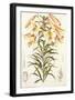 Lilium Centrifolium-Lilian Snelling-Framed Art Print