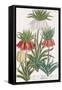 Lilium Corona Imperialis-Georg Dionysius Ehret-Framed Stretched Canvas