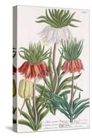 Lilium Corona Imperialis-Georg Dionysius Ehret-Stretched Canvas