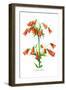 Lilium Grayi-H.g. Moon-Framed Art Print