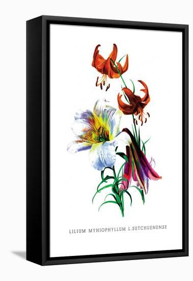 Lilium Myhiophyllum: L. Sutchuenense-H.g. Moon-Framed Stretched Canvas