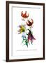 Lilium Myhiophyllum: L. Sutchuenense-H.g. Moon-Framed Art Print