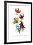 Lilium Myhiophyllum: L. Sutchuenense-H.g. Moon-Framed Art Print