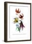 Lilium Myhiophyllum: L. Sutchuenense-H.g. Moon-Framed Art Print