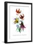 Lilium Myhiophyllum: L. Sutchuenense-H.g. Moon-Framed Art Print