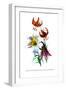 Lilium Myhiophyllum: L. Sutchuenense-H.g. Moon-Framed Art Print