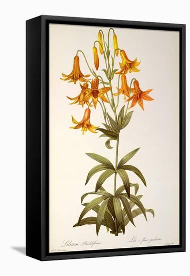 Lilium Penduliflorum, from Les Liliacees, 1811-Pierre-Joseph Redouté-Framed Stretched Canvas