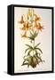 Lilium Penduliflorum, from Les Liliacees, 1811-Pierre-Joseph Redouté-Framed Stretched Canvas