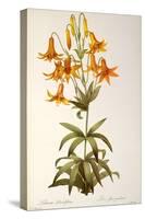 Lilium Penduliflorum, from Les Liliacees, 1811-Pierre-Joseph Redouté-Stretched Canvas