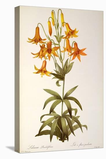 Lilium Penduliflorum, from Les Liliacees, 1811-Pierre-Joseph Redouté-Stretched Canvas