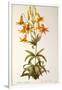 Lilium Penduliflorum, from Les Liliacees, 1811-Pierre-Joseph Redouté-Framed Giclee Print