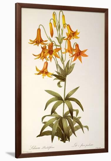 Lilium Penduliflorum, from Les Liliacees, 1811-Pierre-Joseph Redouté-Framed Giclee Print