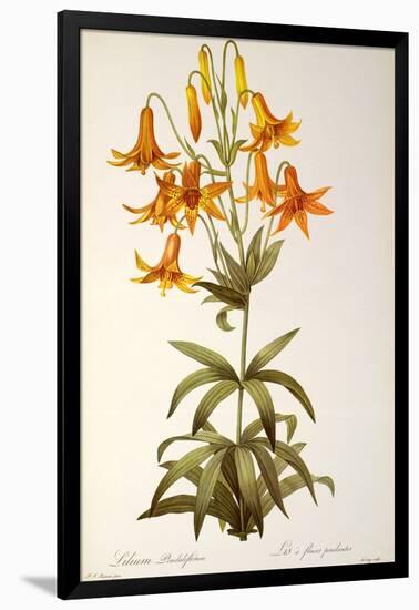 Lilium Penduliflorum, from Les Liliacees, 1811-Pierre-Joseph Redouté-Framed Giclee Print