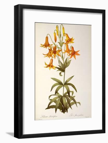 Lilium Penduliflorum, from Les Liliacees, 1811-Pierre-Joseph Redouté-Framed Giclee Print