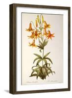 Lilium Penduliflorum, from Les Liliacees, 1811-Pierre-Joseph Redouté-Framed Giclee Print