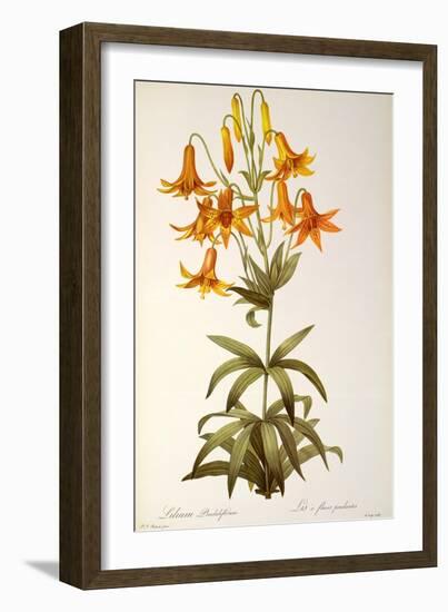 Lilium Penduliflorum, from Les Liliacees, 1811-Pierre-Joseph Redouté-Framed Giclee Print