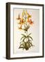 Lilium Penduliflorum, from Les Liliacees, 1811-Pierre-Joseph Redouté-Framed Giclee Print