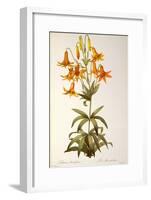 Lilium Penduliflorum, from Les Liliacees, 1811-Pierre-Joseph Redouté-Framed Giclee Print