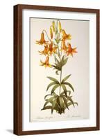 Lilium Penduliflorum, from Les Liliacees, 1811-Pierre-Joseph Redouté-Framed Giclee Print