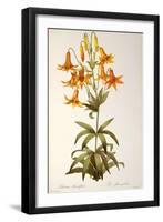 Lilium Penduliflorum, from Les Liliacees, 1811-Pierre-Joseph Redouté-Framed Giclee Print