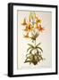 Lilium Penduliflorum, from Les Liliacees, 1811-Pierre-Joseph Redouté-Framed Giclee Print