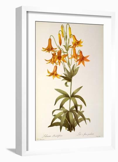 Lilium Penduliflorum, from Les Liliacees, 1811-Pierre-Joseph Redouté-Framed Giclee Print