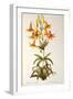 Lilium Penduliflorum, from Les Liliacees, 1811-Pierre-Joseph Redouté-Framed Giclee Print