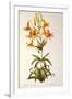 Lilium Penduliflorum, from Les Liliacees, 1811-Pierre-Joseph Redouté-Framed Premium Giclee Print