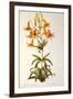 Lilium Penduliflorum, from Les Liliacees, 1811-Pierre-Joseph Redouté-Framed Premium Giclee Print