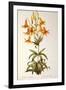 Lilium Penduliflorum, from Les Liliacees, 1811-Pierre-Joseph Redouté-Framed Premium Giclee Print